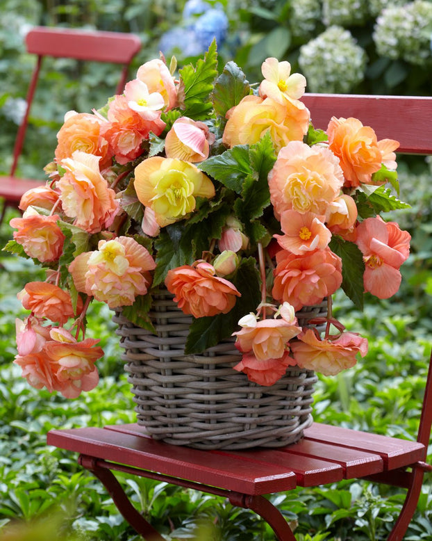 Begonia 'Splendide Ballerina'