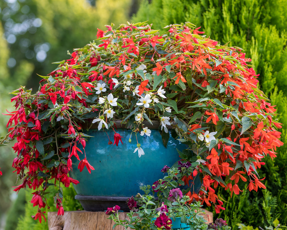 Begonia 'Bertini'