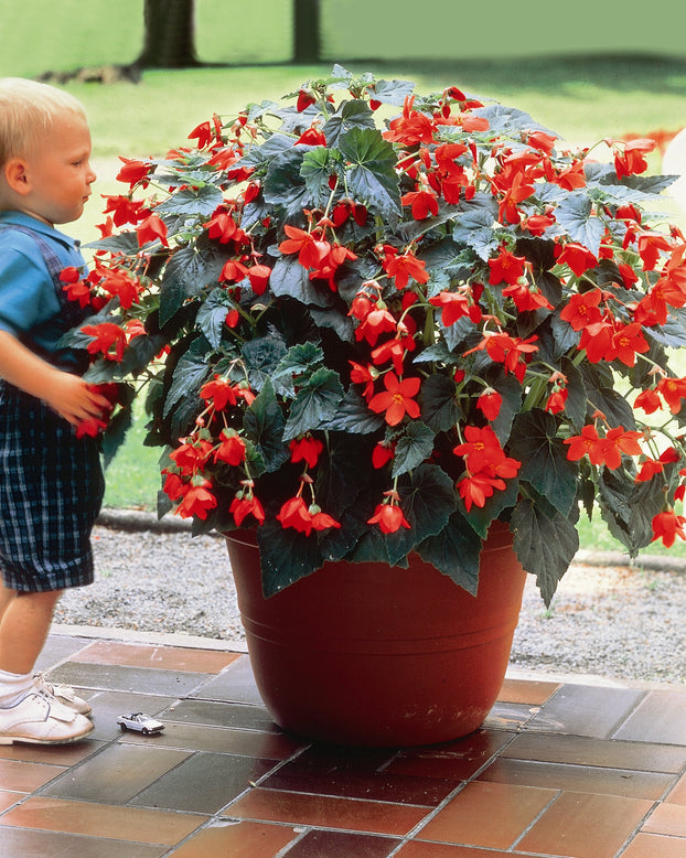 Begonia 'Bertini'