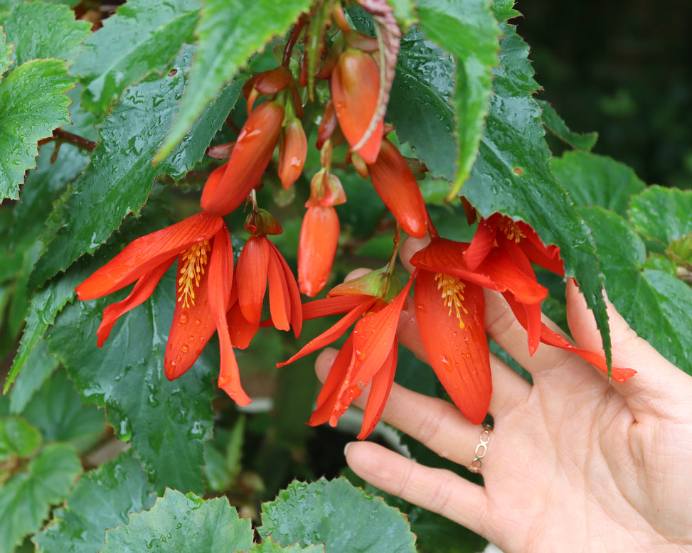 Begonia 'Bertini'