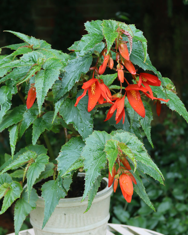 Begonia 'Bertini'
