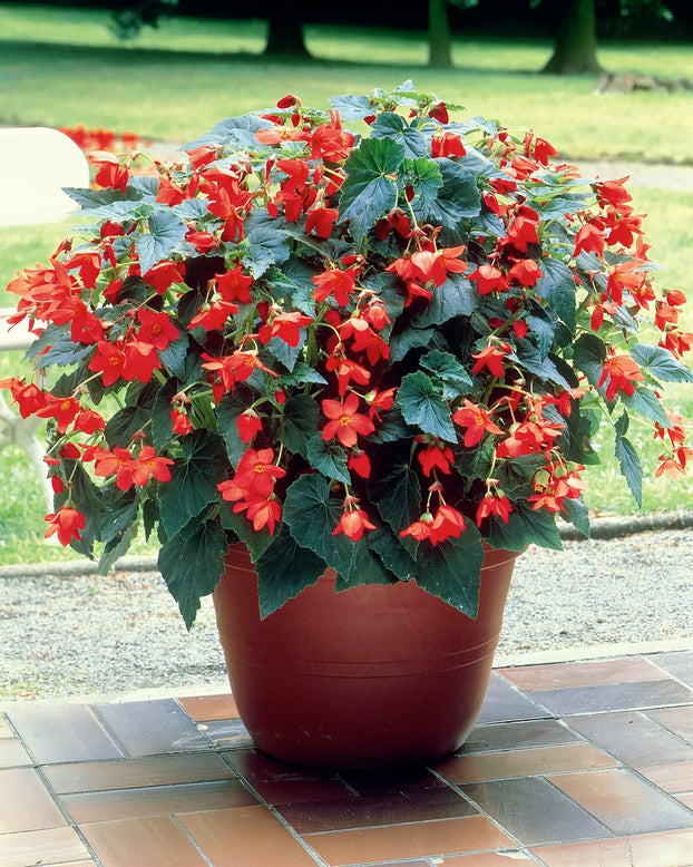 Begonia 'Bertini'