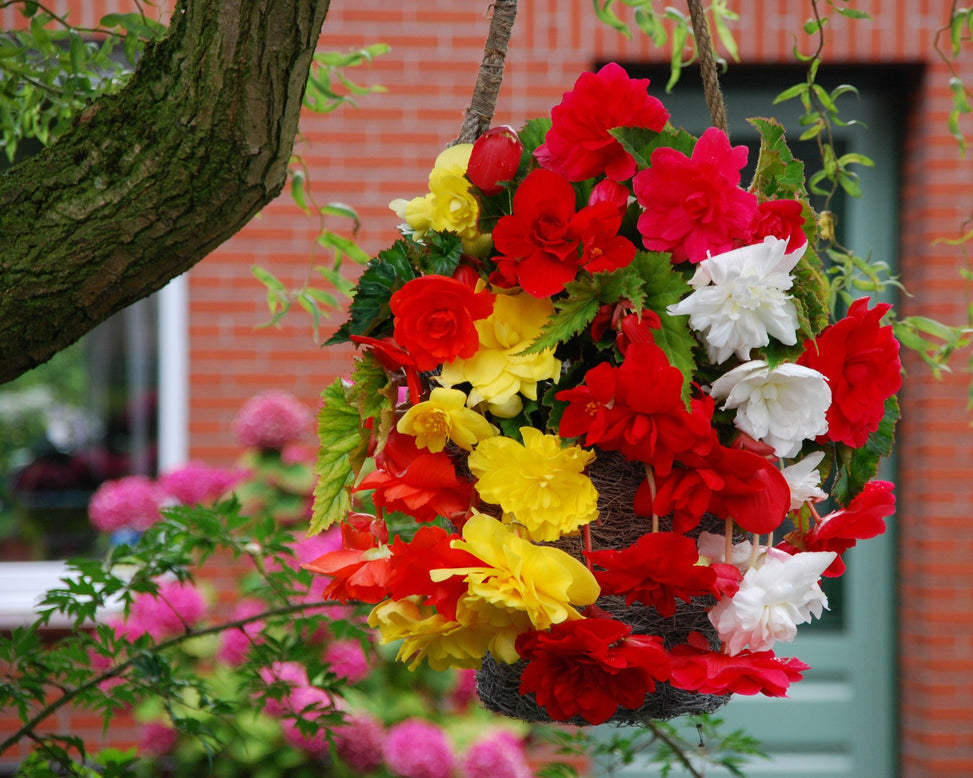 Begonia 'Cascade Mixed'