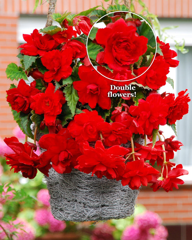 Begonia 'Cascade Red'