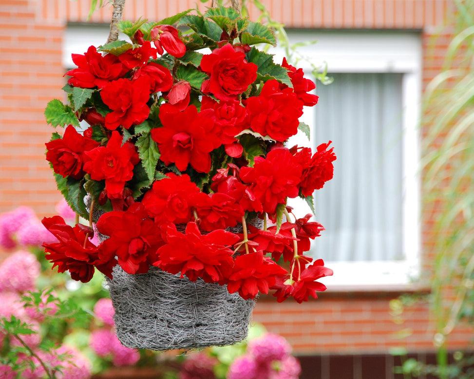 Begonia 'Cascade Red'