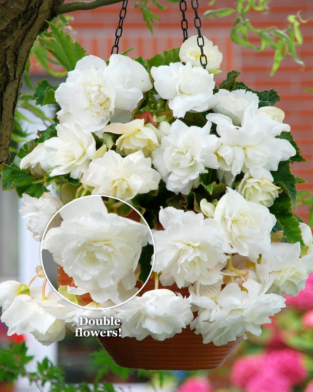 Begonia 'Cascade White'
