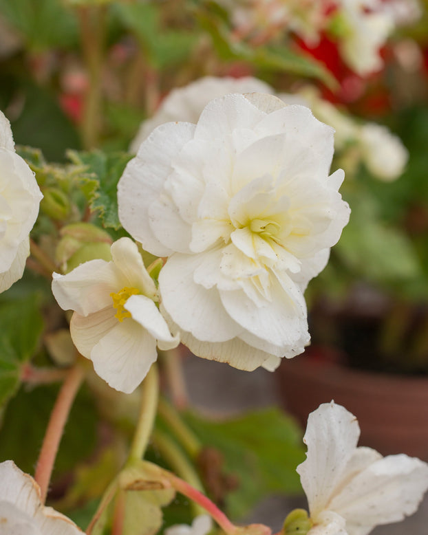 Begonia 'Cascade White'
