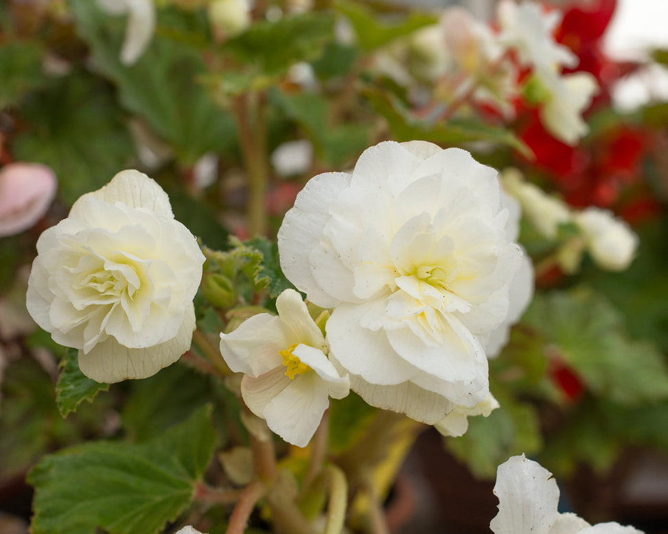 Begonia 'Cascade White'