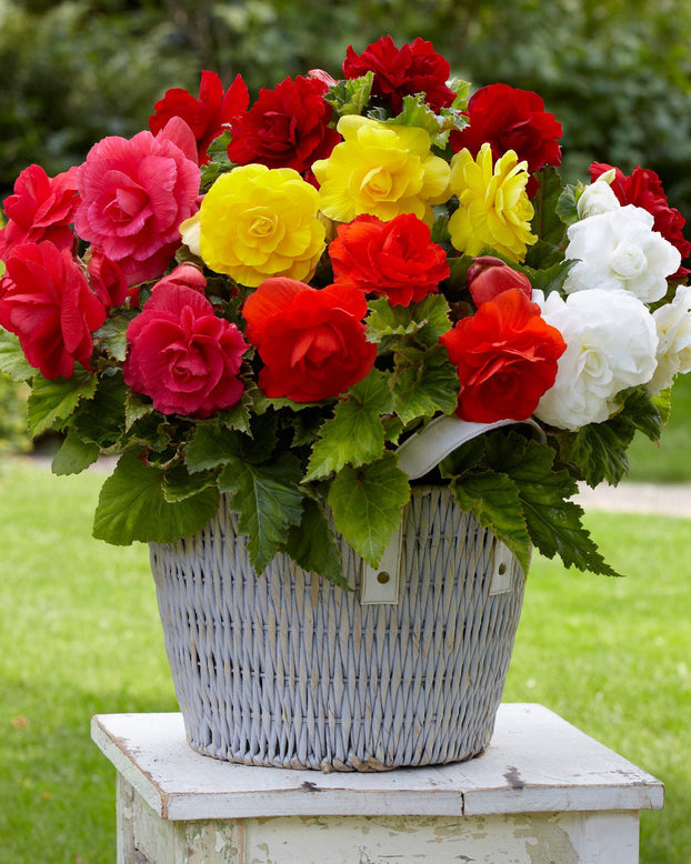 Begonia 'Double Mixed'