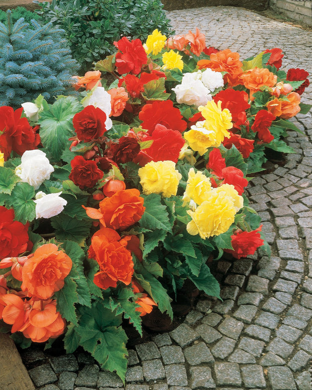 Begonia 'Double Mixed'