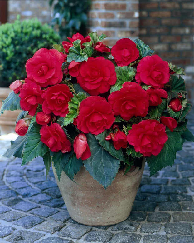 Begonia 'Double Pink'