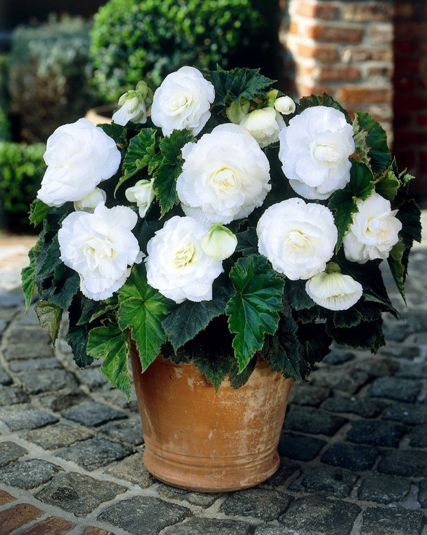 Begonia 'Double White'