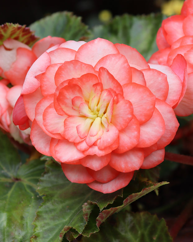 Begonia 'OnTop® Fandango'