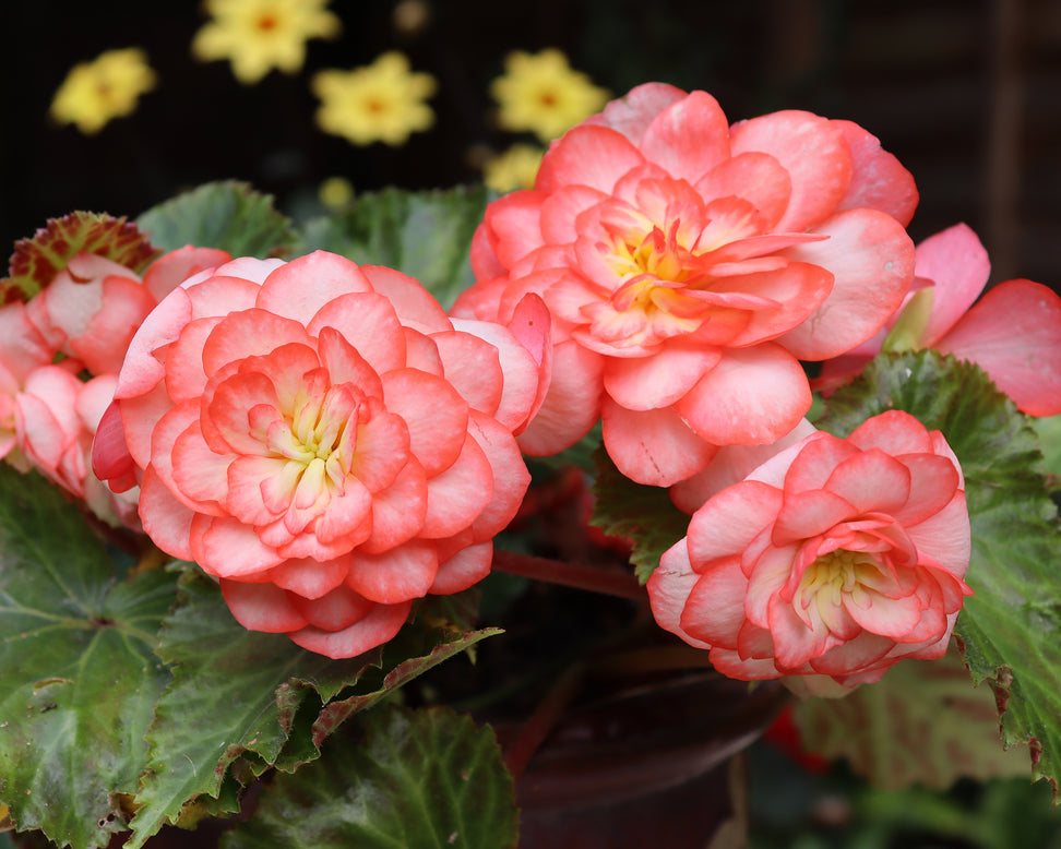 Begonia 'OnTop® Fandango'