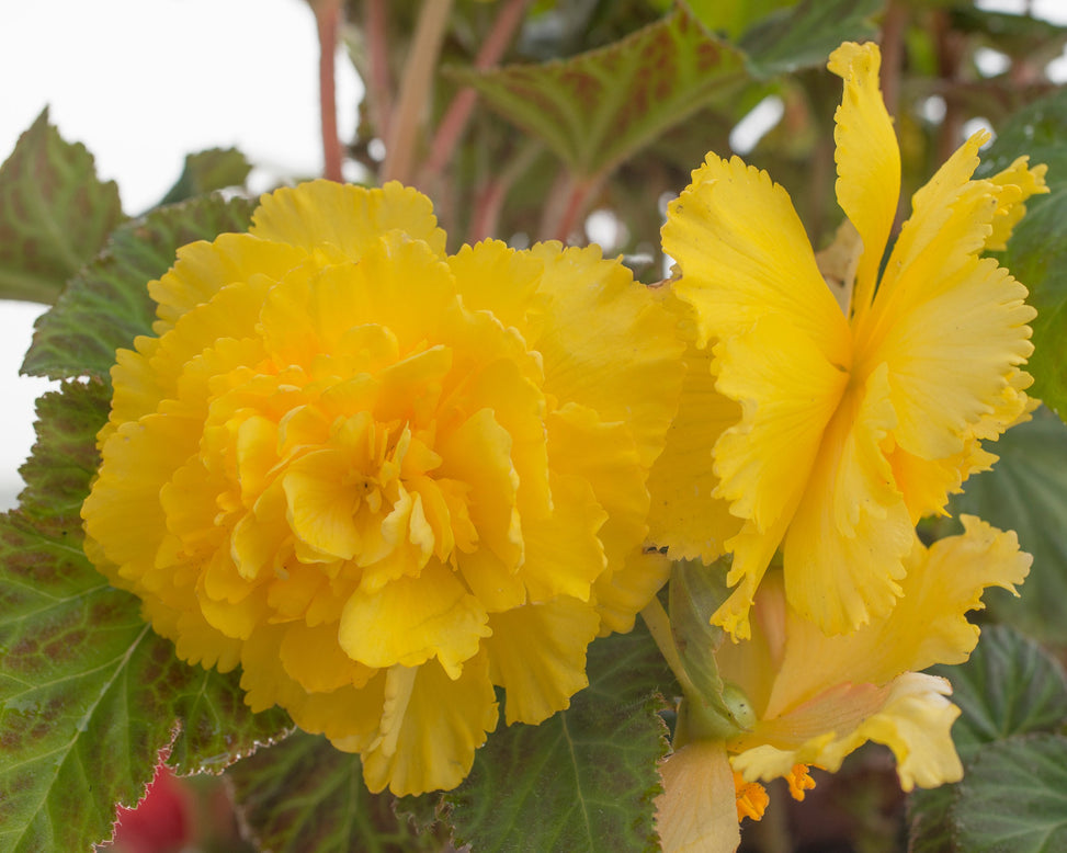 Begonia 'Fimbriata Yellow'