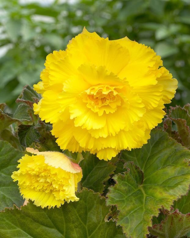Begonia 'Fimbriata Yellow'