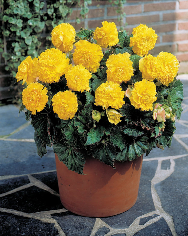 Begonia 'Fimbriata Yellow'
