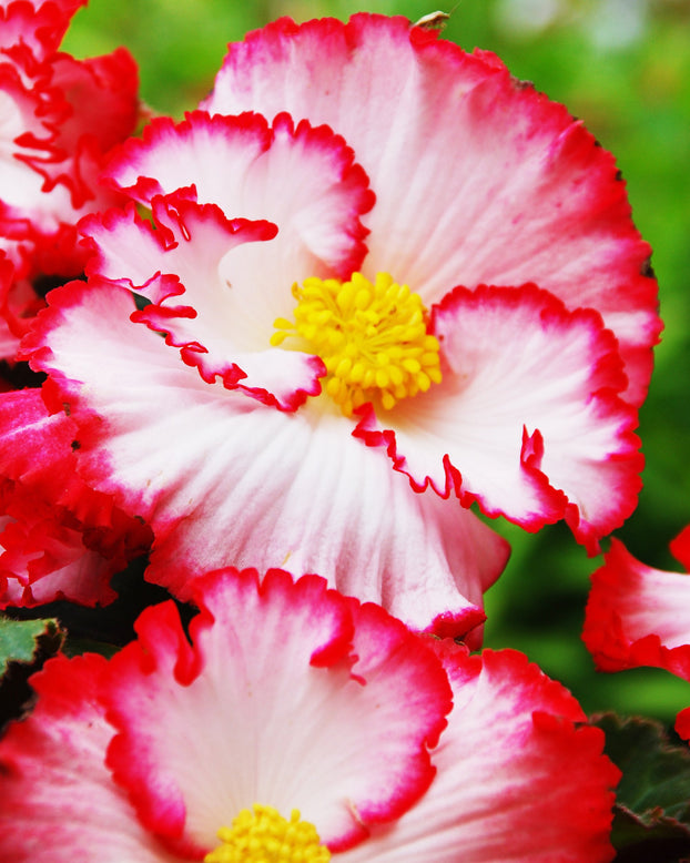 Begonia 'Flamenco White'