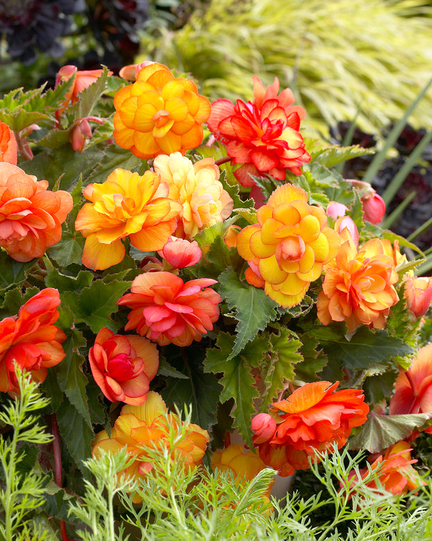 Begonia 'Golden Balcony'