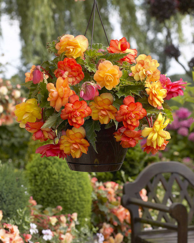 Begonia 'Golden Balcony'