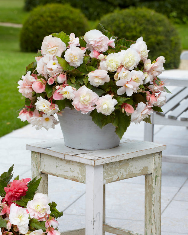 Begonia odorata 'Angelique'