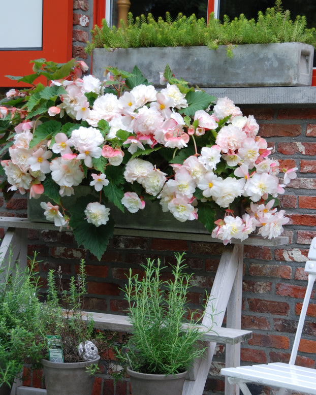 Begonia odorata 'Angelique'