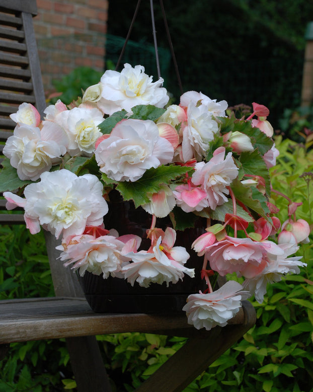 Begonia odorata 'Angelique'