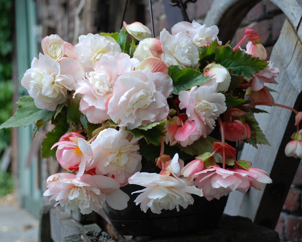Begonia odorata 'Angelique'