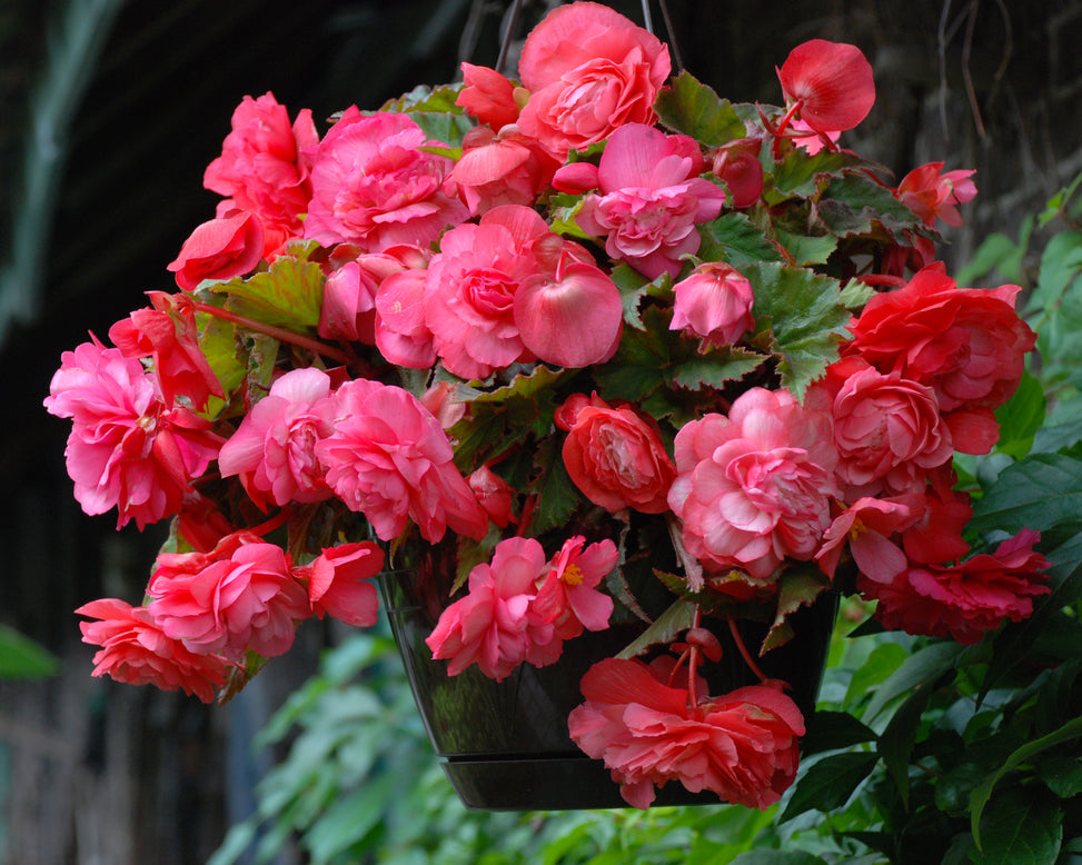 Begonia odorata 'Pink Delight'