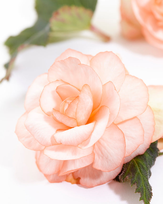 Begonia 'OnTop® Fandango'