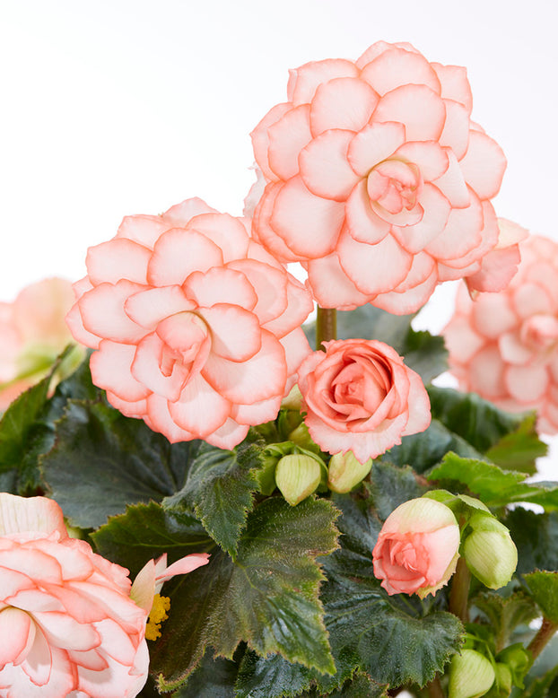 Begonia 'OnTop® Fandango'