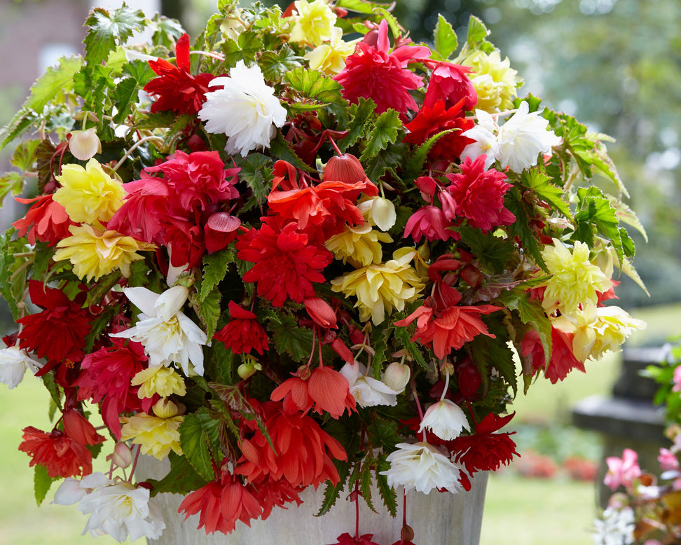 Begonia 'Pendula Mixed'