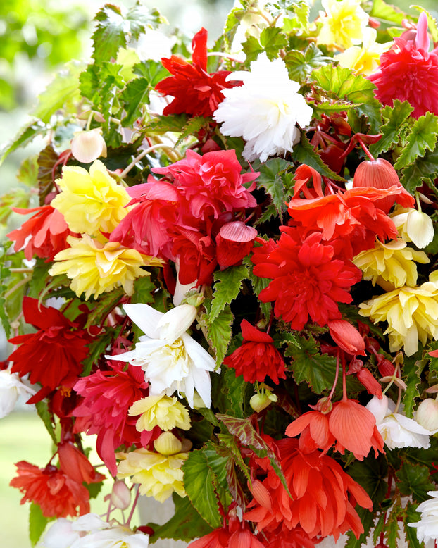 Begonia 'Pendula Mixed'