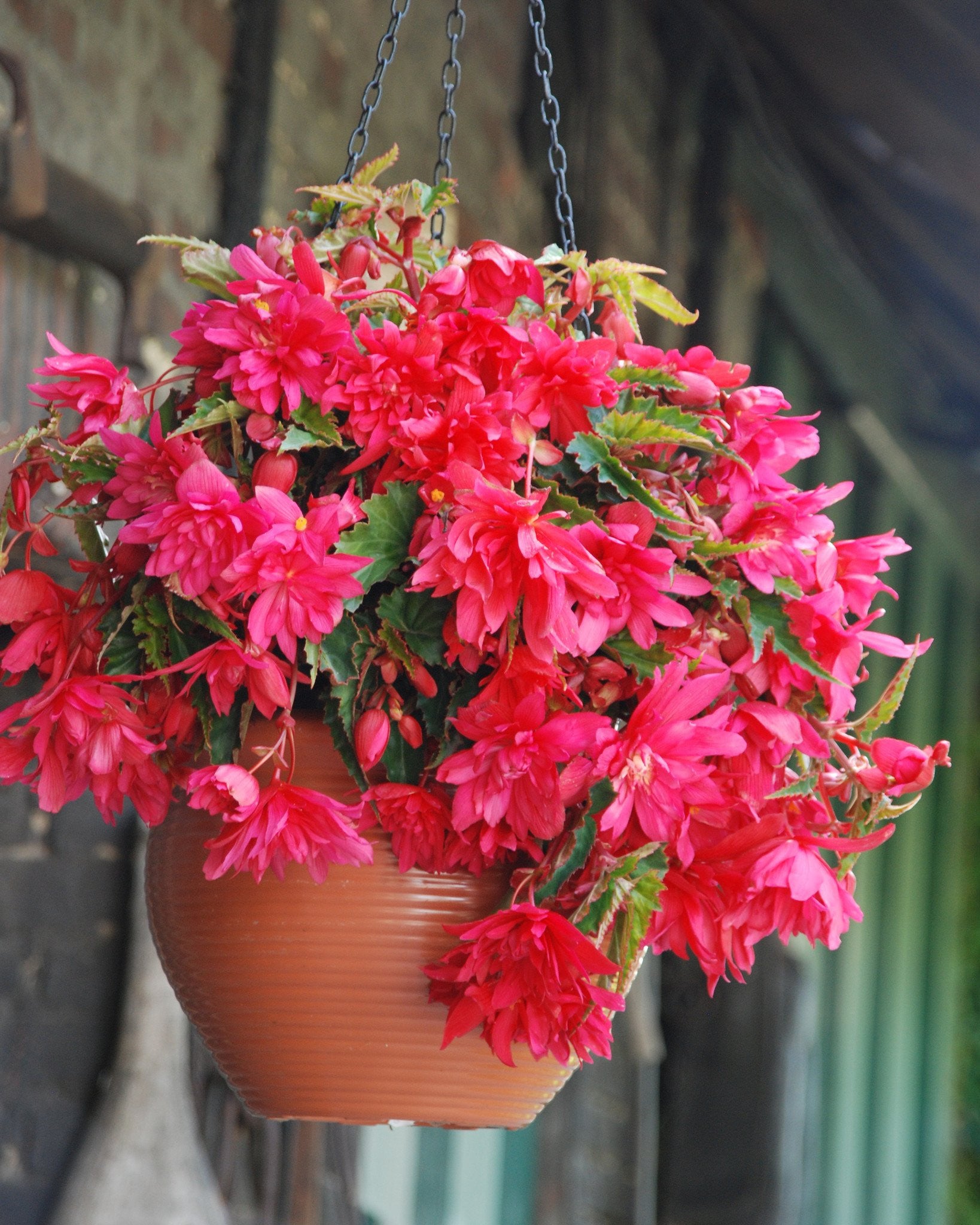 Begonia pendula store