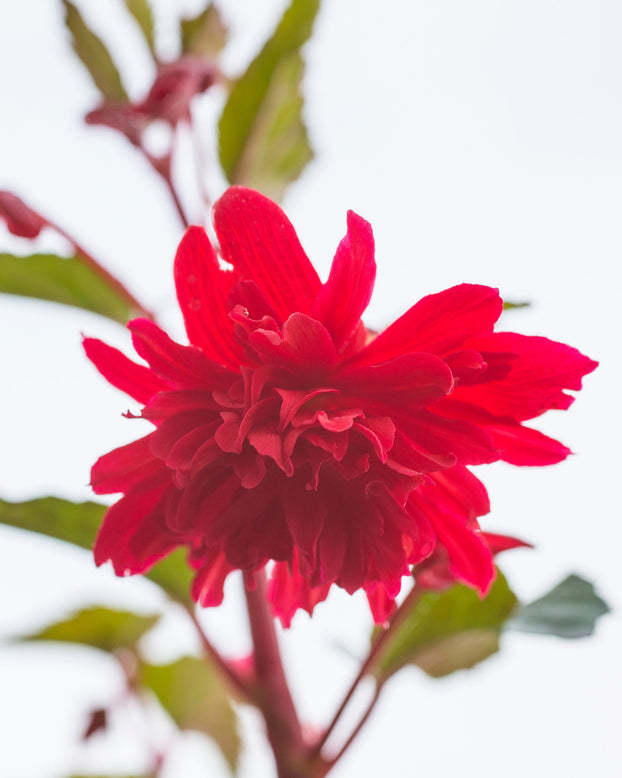 Begonia 'Pendula Red'