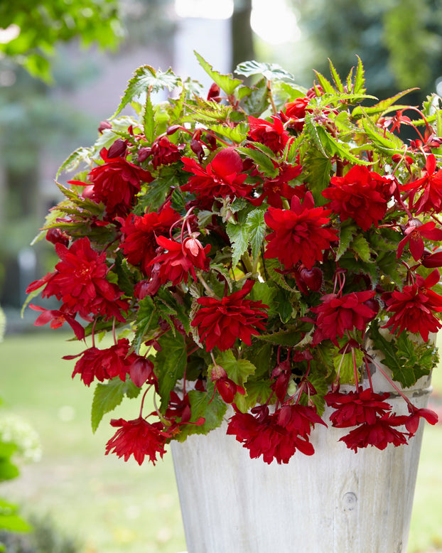 Begonia 'Pendula Red'