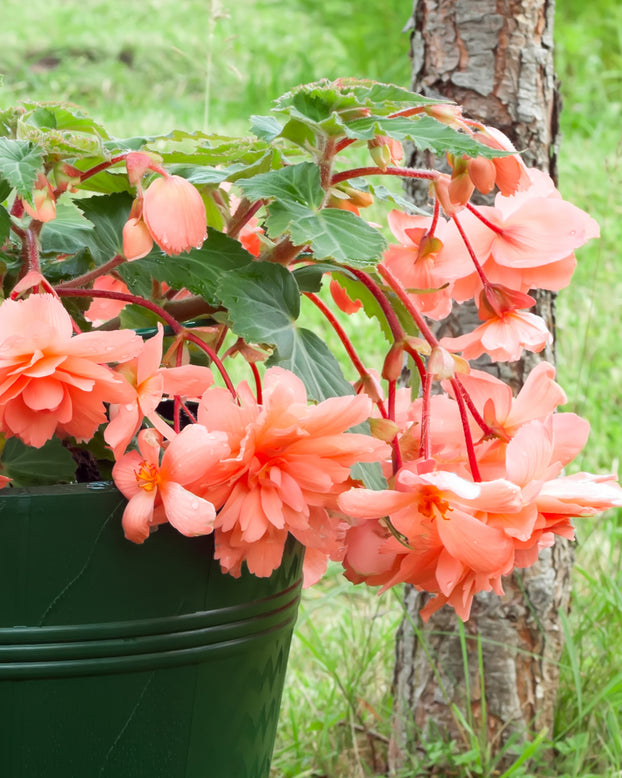 Begonia 'Pendula Salmon'