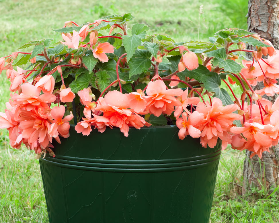 Begonia 'Pendula Salmon'