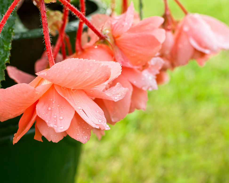 Begonia 'Pendula Salmon'