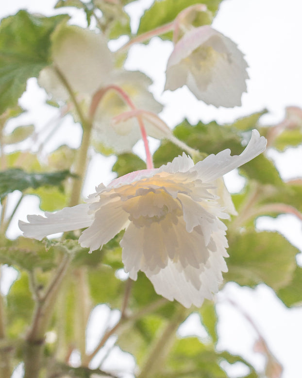 Begonia 'Pendula White'