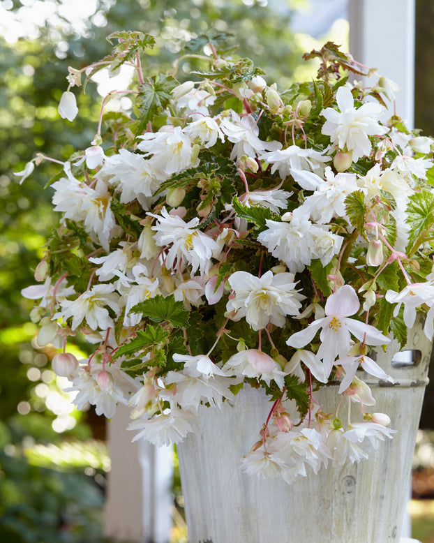 Begonia 'Pendula White'