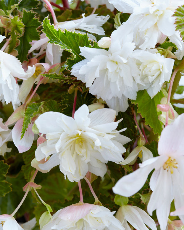 Begonia 'Pendula White'