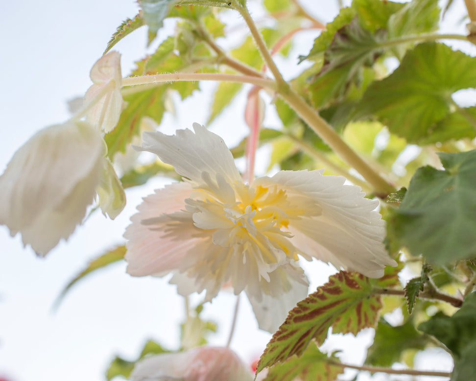 Begonia 'Pendula White'