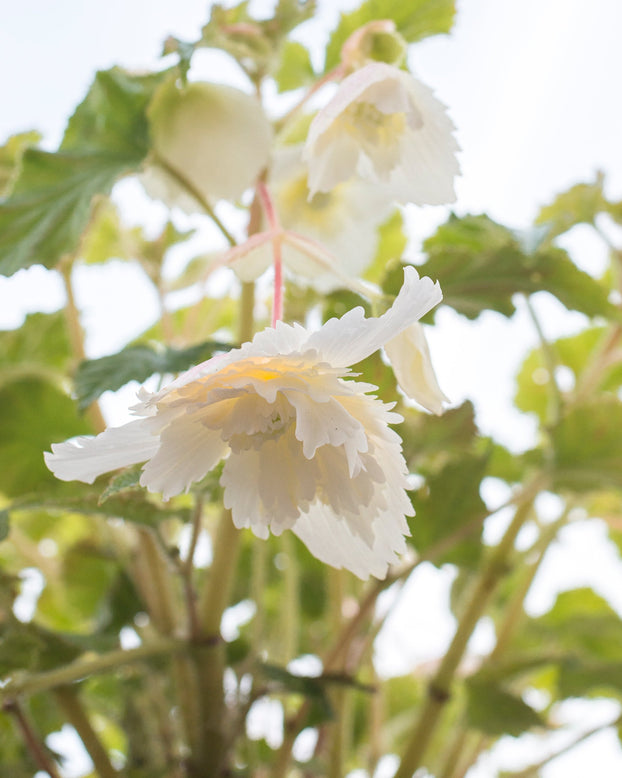 Begonia 'Pendula White'