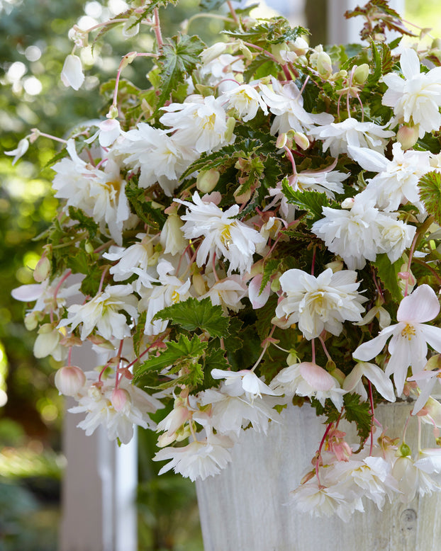 Begonia 'Pendula White'