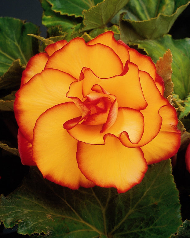 Begonia 'Picotee Sunburst'