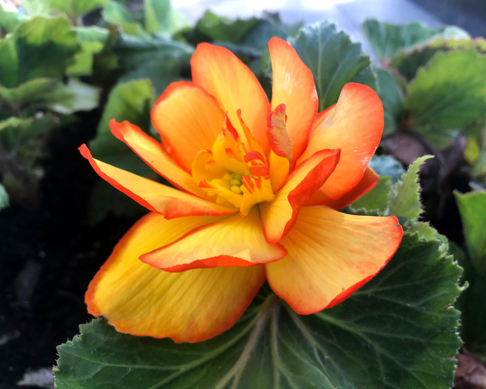 Begonia 'Picotee Sunburst'