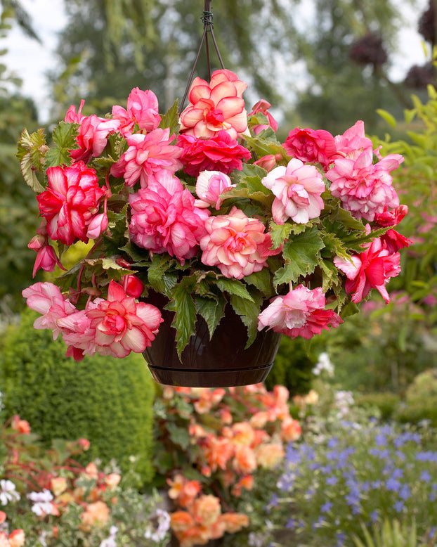 Begonia 'Pink Balcony'