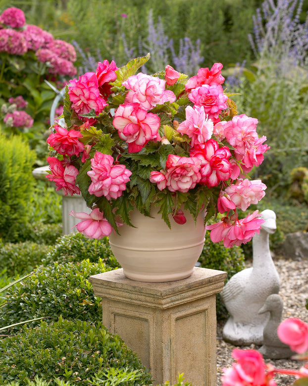 Begonia 'Pink Balcony'