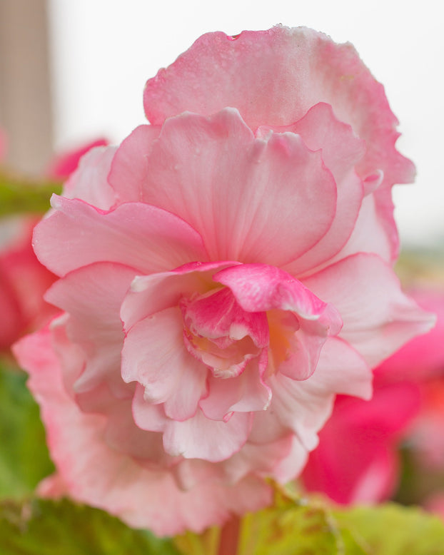 Begonia 'Rosebud'